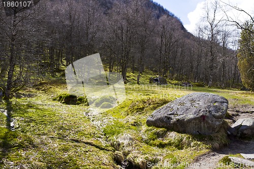 Image of fairy tale forest in norway