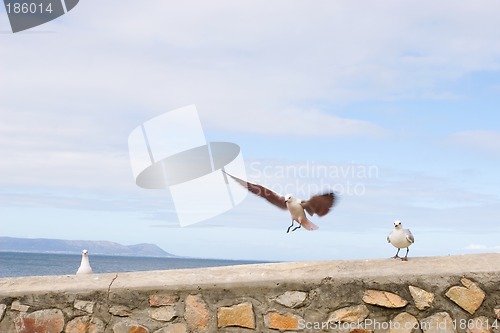 Image of Bird #5