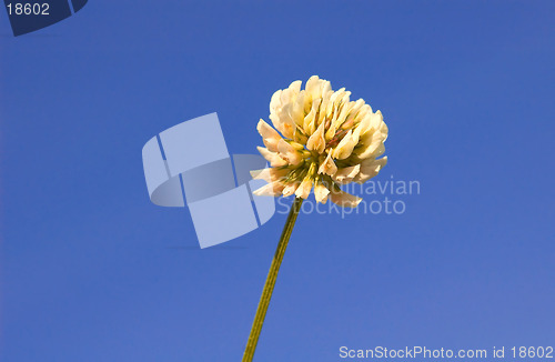 Image of White Clover, trifloium repens