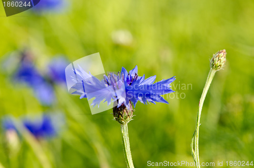 Image of Closeup of blur cornflower bluet bluebottle flower 