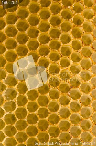 Image of Honeycomb fo honey closeup macro background. 