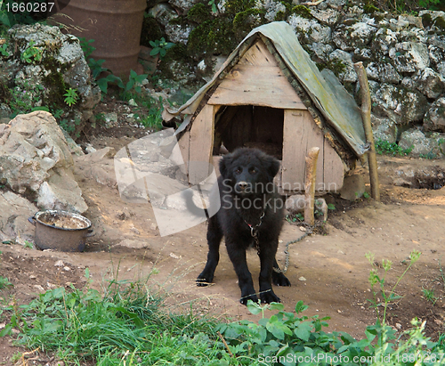 Image of dog and kennel