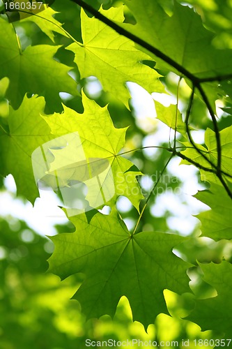 Image of Branch of green maple