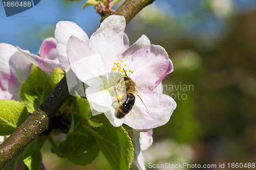 Image of Working Bee