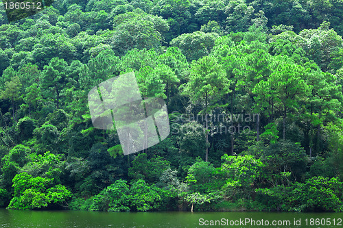 Image of lake with green tree