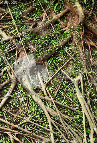 Image of tree roots