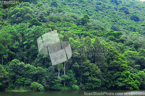 Image of lake with green tree