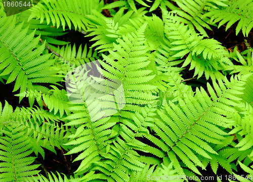 Image of Fresh green leaf