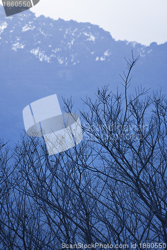 Image of tree and mountain in winter blue
