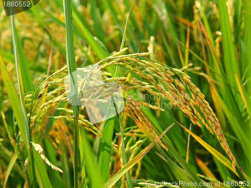 Image of Rice in field