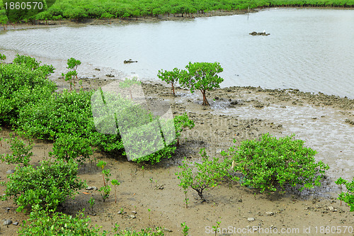 Image of Red Mangroves forest