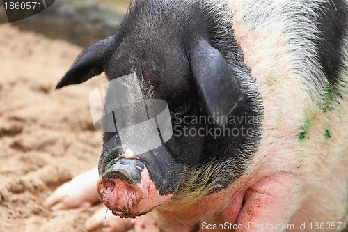 Image of pig