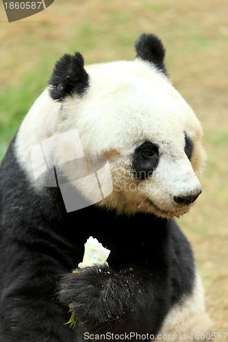 Image of panda