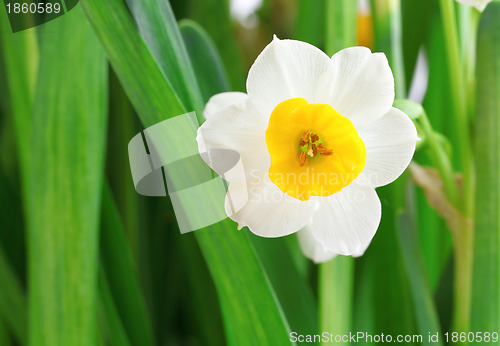 Image of narcissus flowers