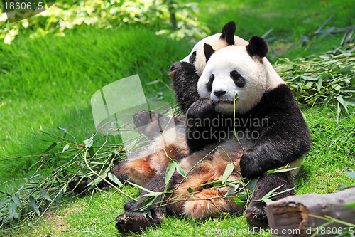 Image of panda