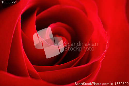 Image of red rose