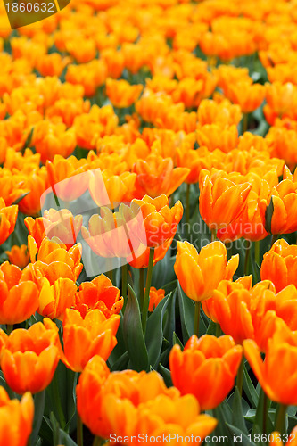 Image of tulip in flower field