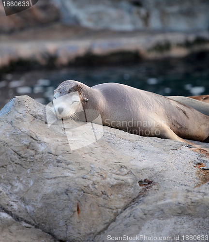 Image of sea lion sleeping