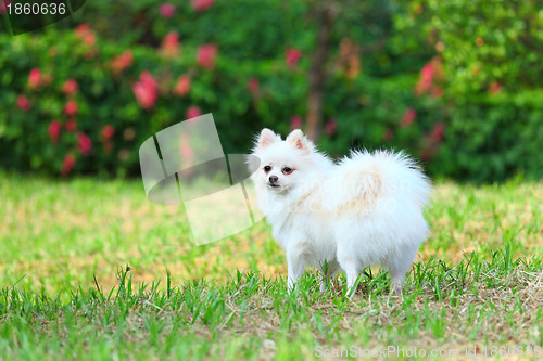 Image of White Pomeranian dog