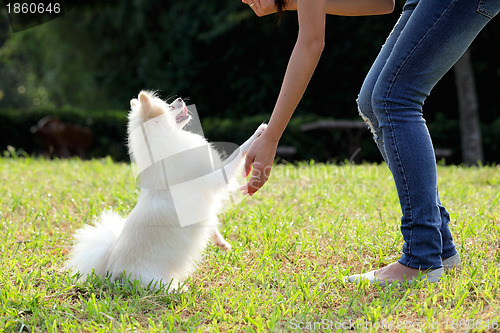 Image of woman train her dog