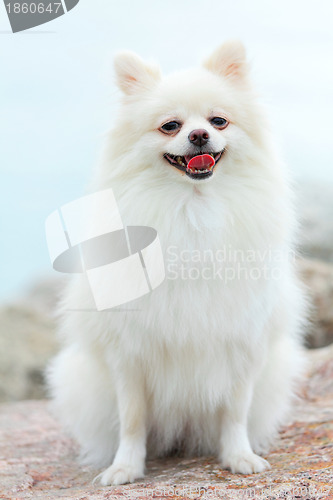 Image of white pomeranian dog