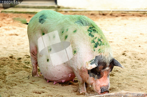 Image of Pig