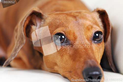 Image of dachshund dog on sofa