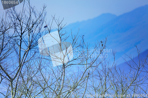Image of tree and mountain in winter blue