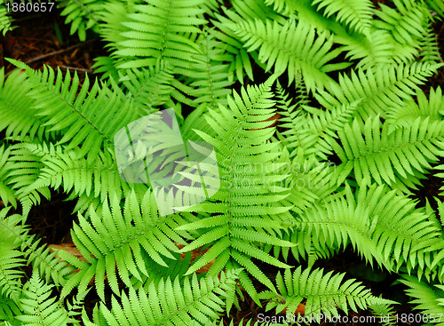 Image of Fresh green leaf