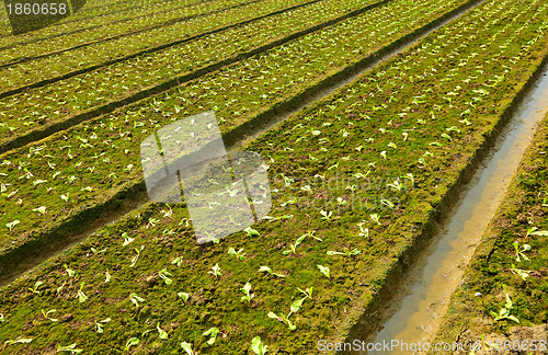 Image of farm field