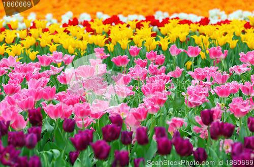 Image of tulip in flower field