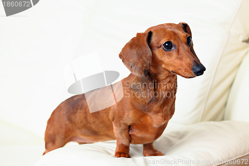 Image of dachshund dog on sofa