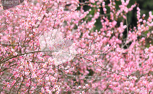 Image of plum flower blossom