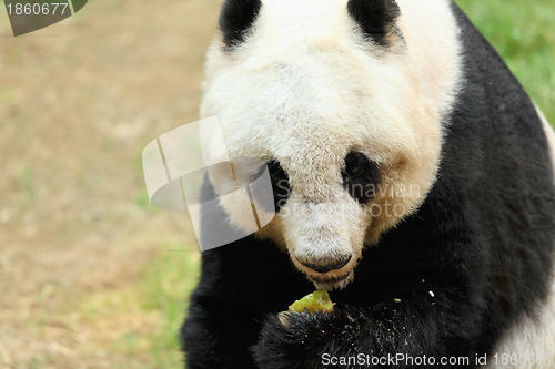 Image of panda