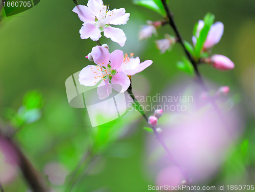 Image of Flowers of cherry blossoms on spring day