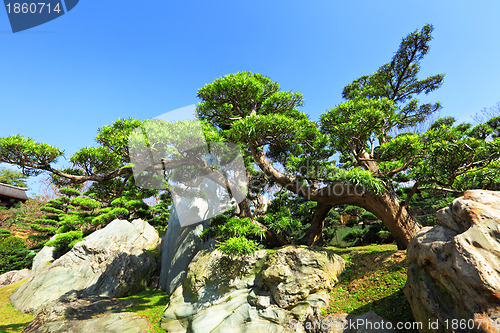 Image of chinese garden plant