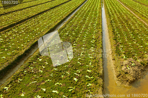 Image of farm field