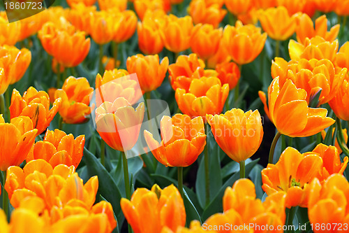 Image of tulip in flower field