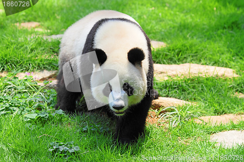 Image of panda