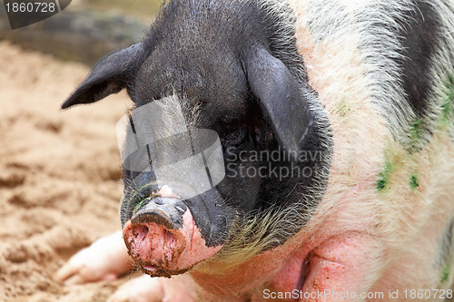 Image of pig