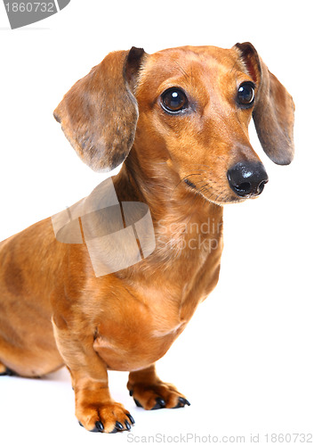 Image of dachshund dog