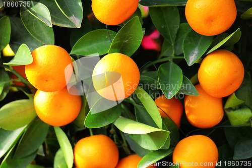 Image of kumquat for chinese new year