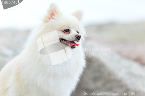 Image of white pomeranian dog