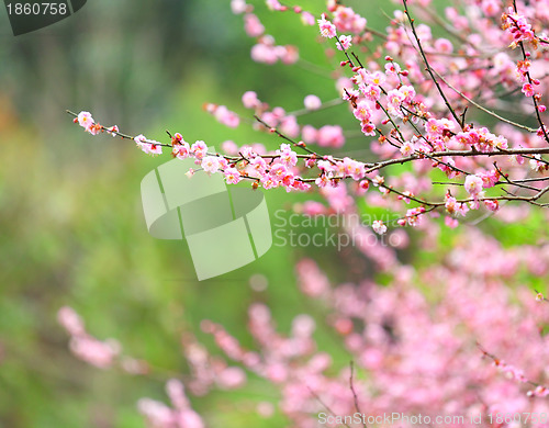 Image of plum flower blossom