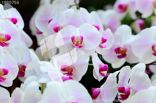 Image of orchid flower