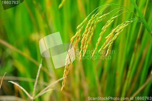 Image of Asia paddy rice