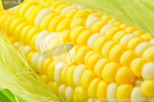 Image of corn cob
