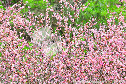 Image of plum flower blossom