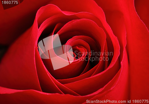 Image of red rose