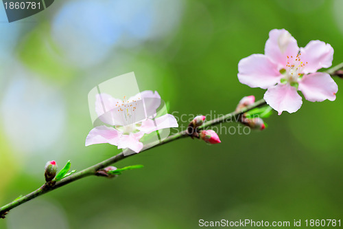 Image of Flowers of cherry blossoms on spring day